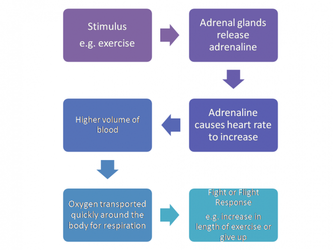 Image of adrenaline positive feedback loop